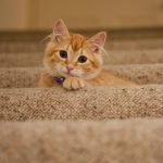 Cute orange kitten with a collar lying on carpeted stairs, looking at the camera.